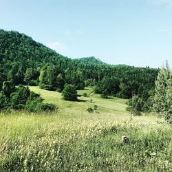 Scenic view of landscape against clear sky