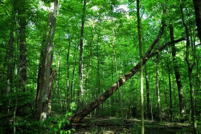 View of bamboo trees in forest