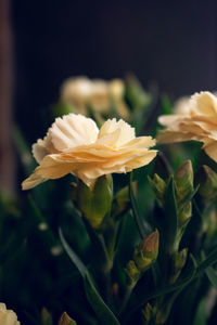 Close-up of yellow flowering plant