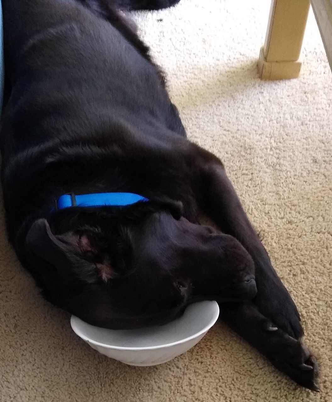 CLOSE-UP OF DOG LYING DOWN