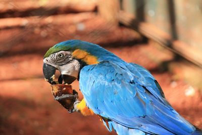 Parrot eating fruit 