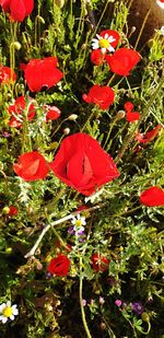 Close-up of red poppy flowers