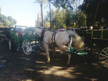 Horse cart by trees