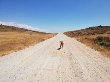 Dog running on road against blue sky