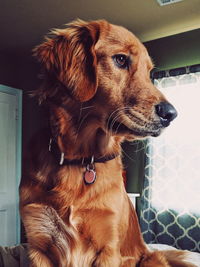 Close-up of dog looking away at home