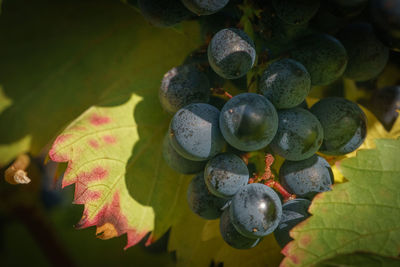Close-up of grapes on tree during autumn