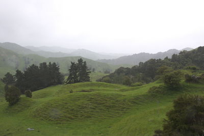 Scenic view of field against clear sky