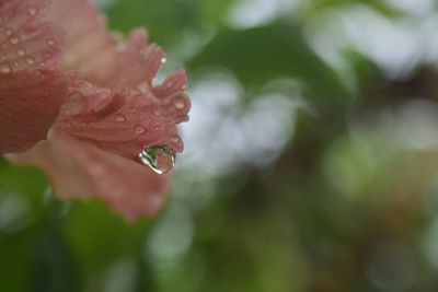 Close-up of water drops on red leaves