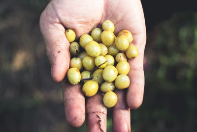 Cropped hand of person holding red fruits