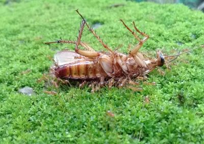 High angle view of insect on grass