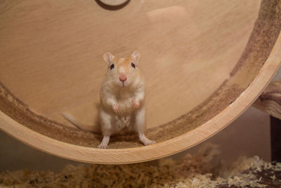 Close-up of mouse on exercise wheel