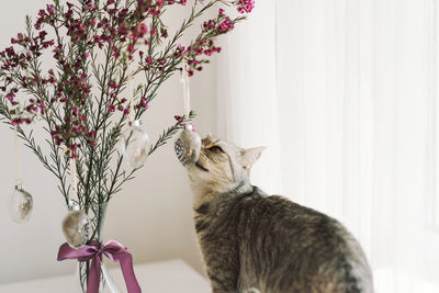 Easter eggs hang on a sprig of flowers in a transparent vase and cat