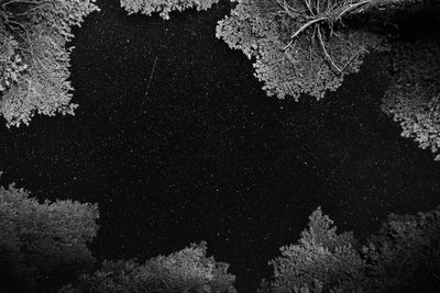 Full frame shot of snow on tree at night