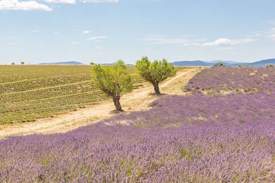 Scenic view of grassy field against sky