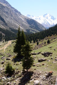 Scenic view of pine trees by snowcapped mountains against sky