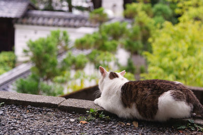 Cat looking away