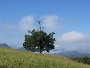 Tree on field against sky