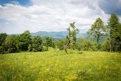 Trees on field against sky