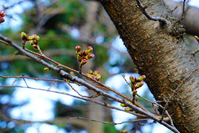 Close-up of flower tree