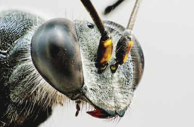 Close-up of insect on white
