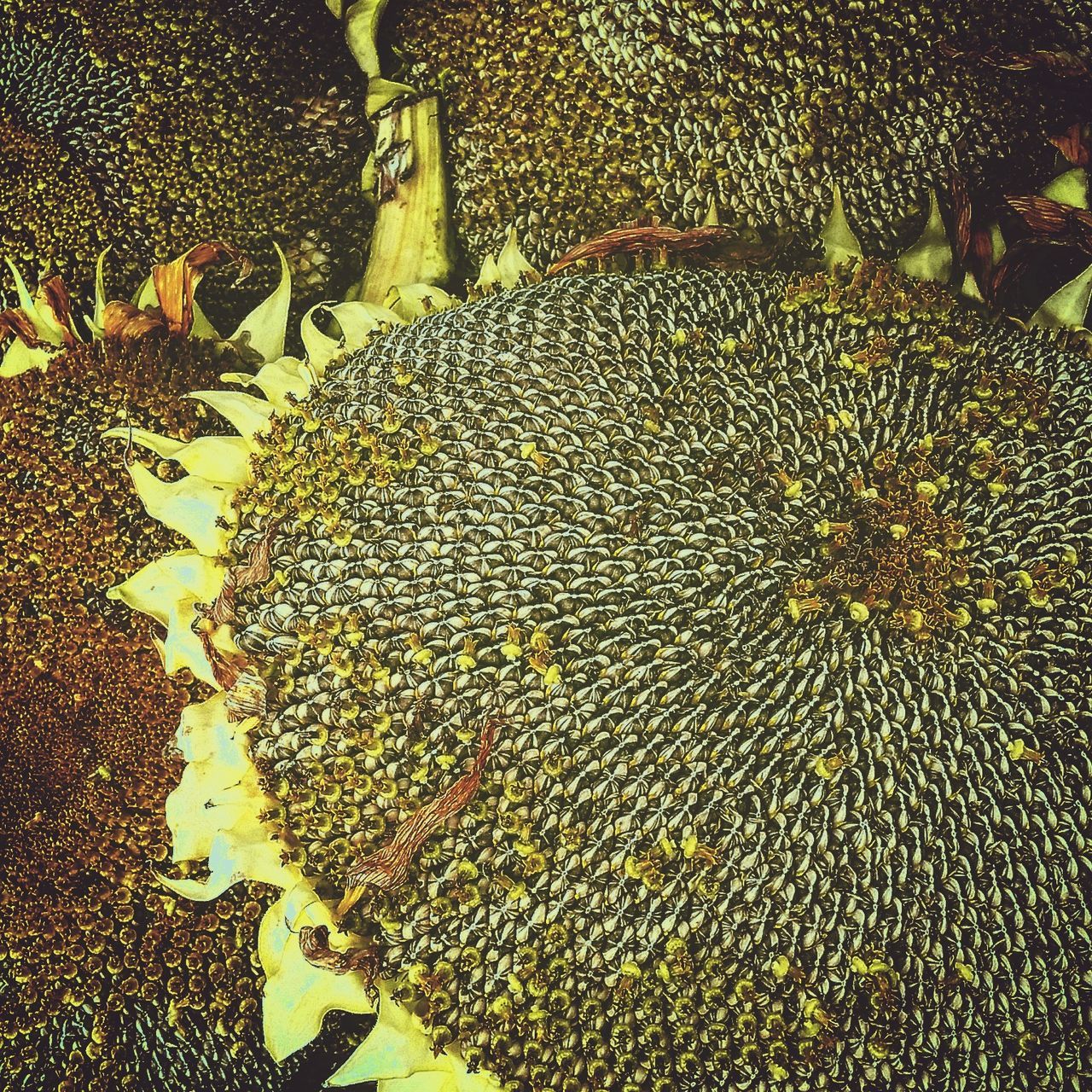 FULL FRAME SHOT OF FRESH LEAVES ON SIDEWALK