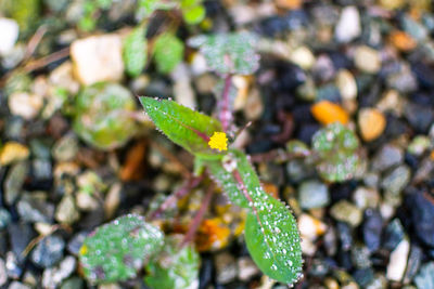 Close-up of green plant