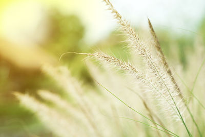 Closeup blossom flowers of thatched grass grow in the wild field with blurred natural background