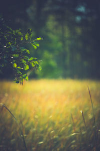 Plants growing on land