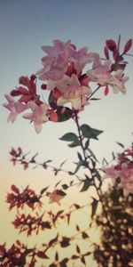 Low angle view of pink flowering plant against sky