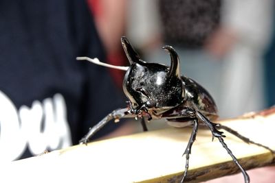 Close-up of three-horned rhinoceros beetle on wood