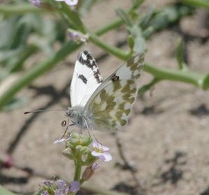 Close-up of butterfly on flower