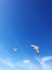 Close up of birds flying freely 