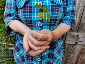 A young tree sprout in old wrinkled hands