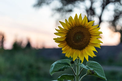 Close-up of sunflower on plant