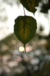 Close-up of leaf