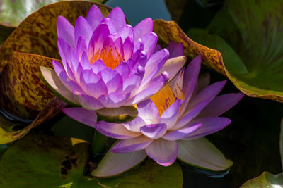 Close-up of purple crocus flower