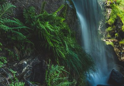 Scenic view of waterfall in forest