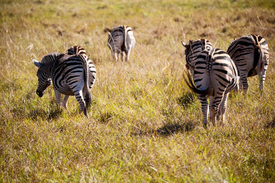 View of zebra grazing on field