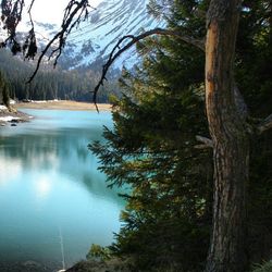 Reflection of trees on calm lake