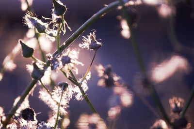 Close-up of flower buds