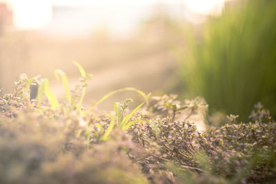 Close-up of plants growing on field