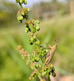 Close-up of flowering plant
