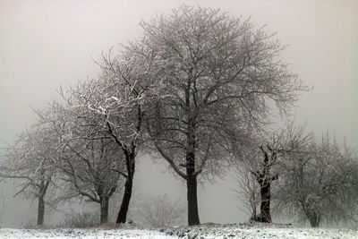 Bare trees on snow covered field against sky