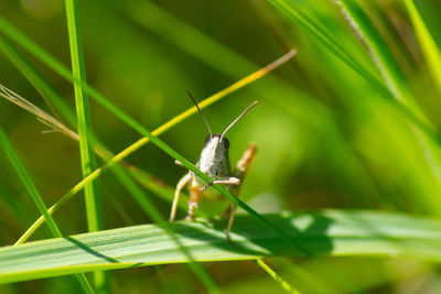 Grasshopper insect holding its front legs behind the grass, and looking  into the camera. 