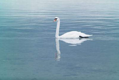 Swan in water