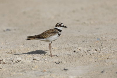 A killdeer up close