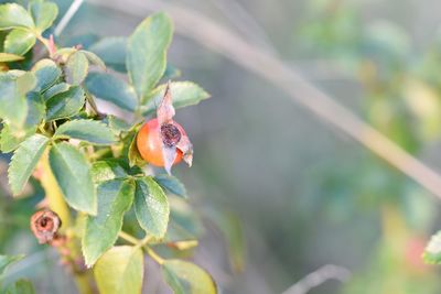 Close-up of ladybug on fruit