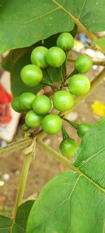 Close-up of fresh green fruits on tree