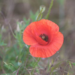 Close-up of red poppy