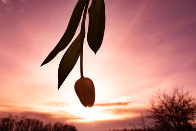 Low angle view of orange leaf against sky